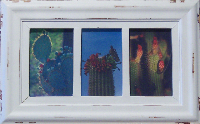 Three Cactus Photos